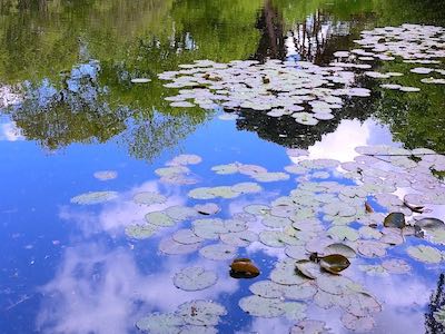 Ruth Brandt is a Prize winning Writer and Creative Writing Tutor in Surrey. She runs Courses and Workshops in Surrey Reflection