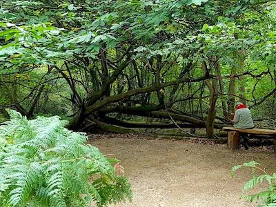 Ruth Brandt is a Prize winning Writer and Creative Writing Tutor in Surrey. She runs Courses and Workshops in Surrey Ruth Brandt